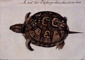 Common Box Tortoise Large