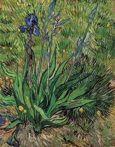 Iris, The — Vincent Willem Van Gogh