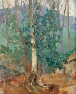 Birch Tree In A Field — Benjamin Haughton