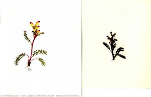 Pedicularis Flammea — Cora Lodencia Veronica Scott, Scientific Illustration