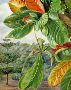 Indian Almond — Marianne North, Victorian Realism
