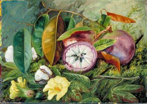 Foliage, Flowers And Seed Vessels Of Cotton And Fruit Of Star Apple, Jamaica — Marianne North, Naturalistic Botanical Painting