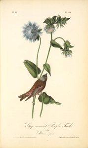 Gray-crowned Purple Finch. Male. (stocessa Cyanea.) — John James Audubon
