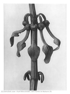 Art Forms In Nature 25 — Karl Blossfeldt