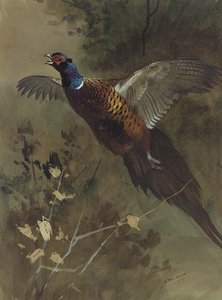 A Cock Pheasant In Flight — Archibald Thorburn