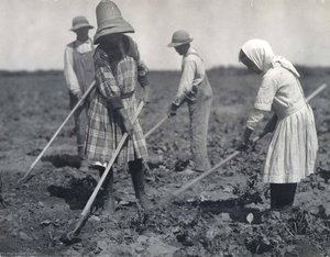 Young Russian Immigrants Hoeing Sugar Beets, Colorado — Lewis Wickes Hine