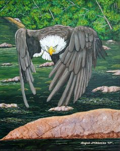 Bald Eagle — Ralph D'oliveira