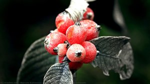 Sangue-de-cristo (Sabicea brasiliensis)
