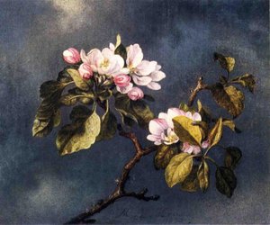Apple Blossoms — Martin Johnson Heade