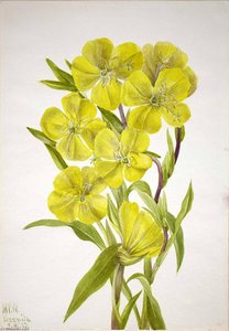 Evening Primrose (oenothera) — Mary Morris Vaux Walcott