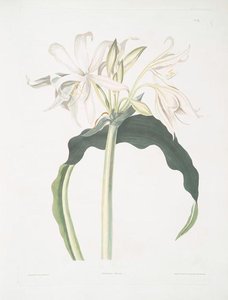 Amaryllis Aulica — Robert Havell
