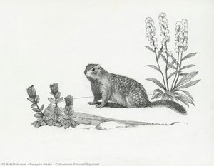 Columbian Ground Squirrel — Dwayne Harty