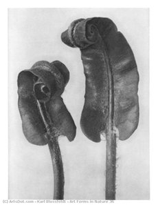Art Forms In Nature 36 — Karl Blossfeldt