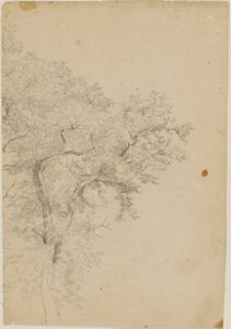 Leafy Tree — William Trost Richards