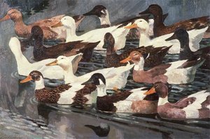 Ducks (study)
