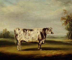 A Grey Shorthorn Cow — William Henry Davis