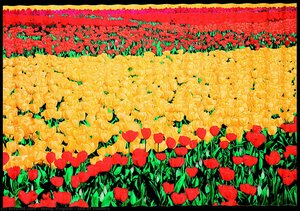 Sea Of Flowers — Wang Xingwei, Contemporary Art