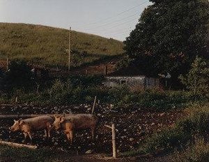 Cato, New York — Joel Sternfeld