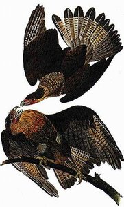 Caracara Plancus — John James Audubon