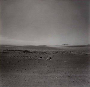 (untitled) ( 372) — Harry Callahan
