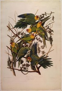 Carolina Parrot — Robert Havell