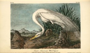 Great American White Egret. 1. Male Spring Plumage. 2. Horned Agama Tarayaxin Of Hermandez — John James Audubon