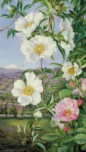 Cherokee-rose Mit Dem Gipfel Von Teneriffa In Der Ferne — Marianne North