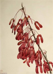 Carolina Maple (acer Carolinianum) — Mary Vaux Walcott