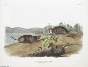 Pseudostoma Talpoides, Mole-shaped Pouched Rat. Natural Size — John James Audubon