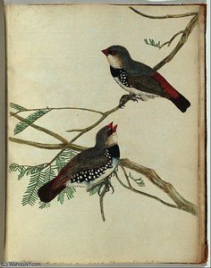 Spotted grossbeak