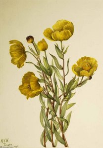 Bushpoppy (dendromecon Rigidum) — Mary Vaux Walcott
