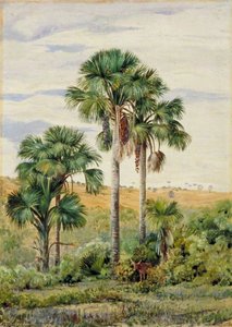 Buriti Palms With Old Araucaria Trees On The Distant Ridge, Brazil — Marianne North, Realism