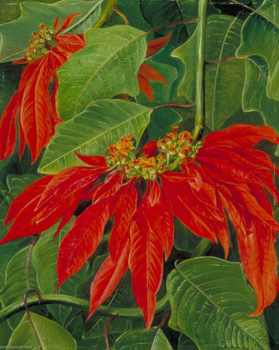 Flor De Pascua Or Easter Flower, At Morro Velho, Brazil — Marianne North