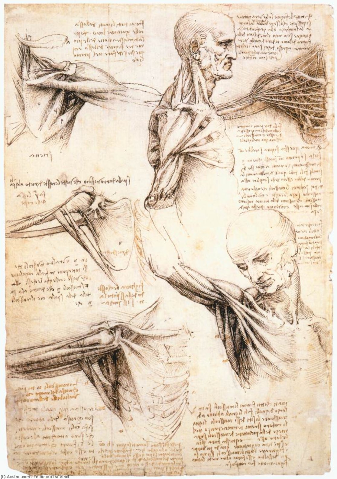 Anatomical Studies Of The Shoulder — Leonardo Da Vinci