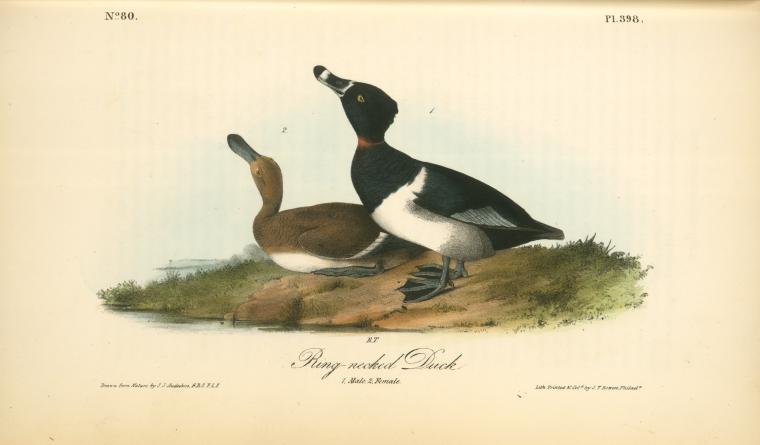 Ring-necked Duck. 1. Male. 2. Female — John James Audubon