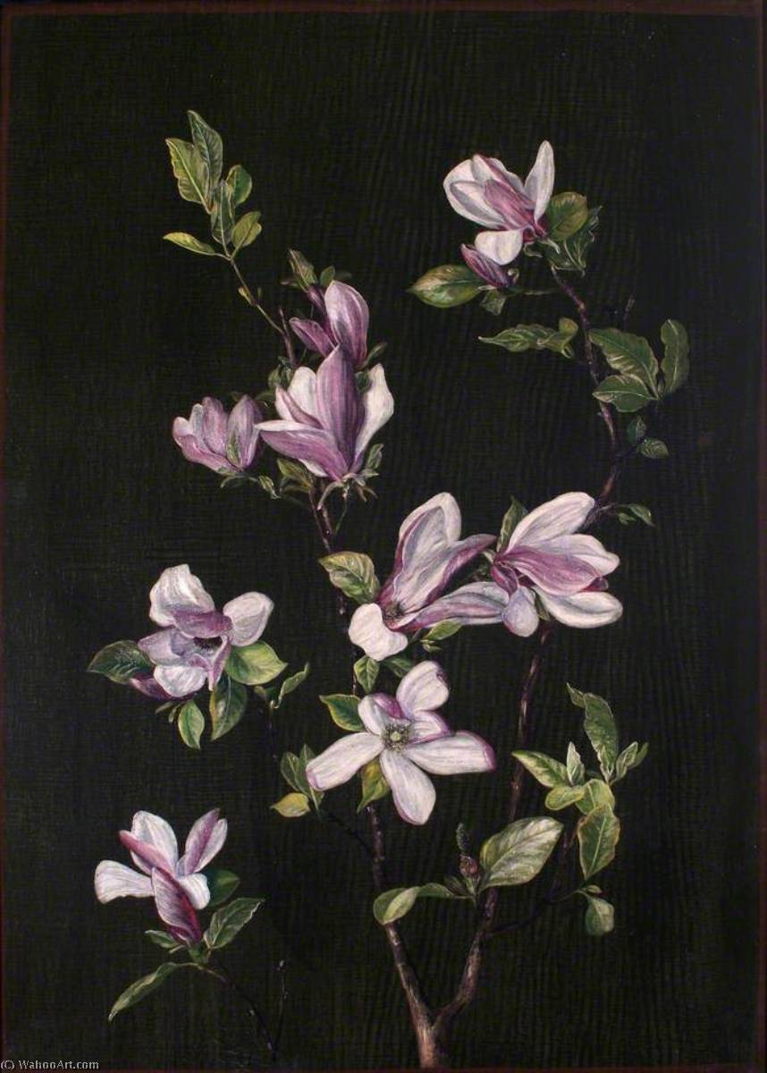 A Japanese Magnolia — Marianne North