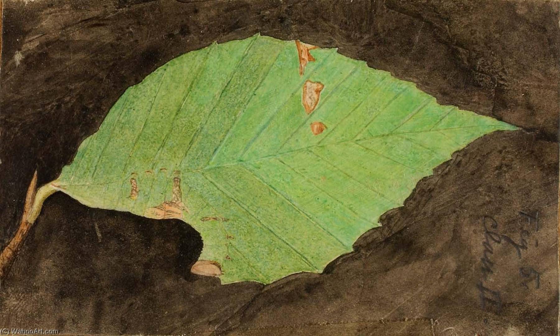 Smaller Spotted Beach Leaf Edge Caterpillar, Study For Book Concealing Coloration In The Animal Kingdom — Emma Beach Thayer
