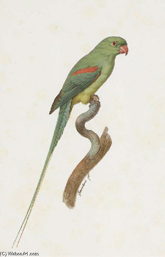 Psittacula Eupatria — Jacques Barraband