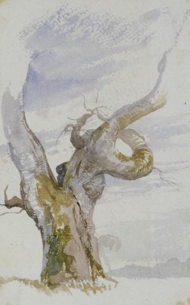 Beech Tree, Windsor Forest — John Frederick Lewis