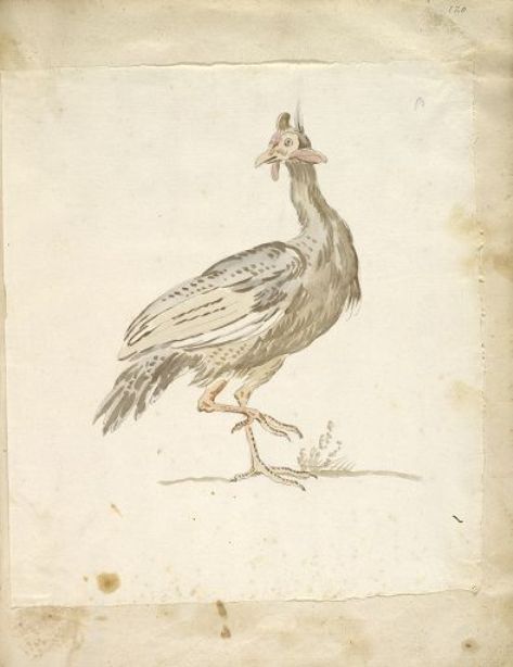 Guinea-fowl — Jean-baptiste Oudry