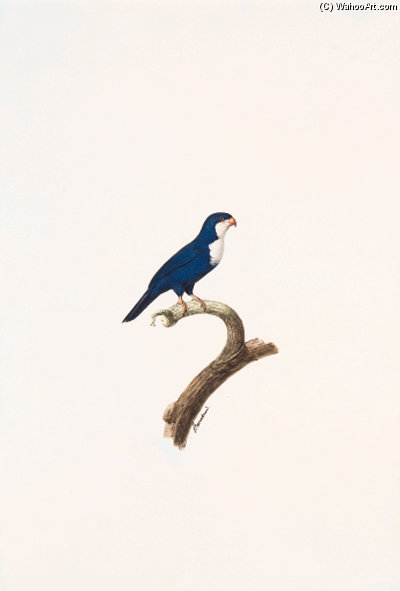 Vini Peruviana — Jacques Barraband
