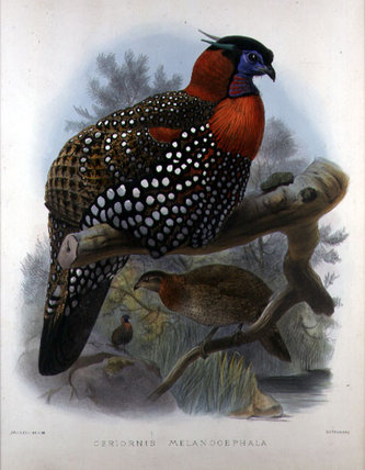 Crimson Bellied Tragopan — Joseph Wolf