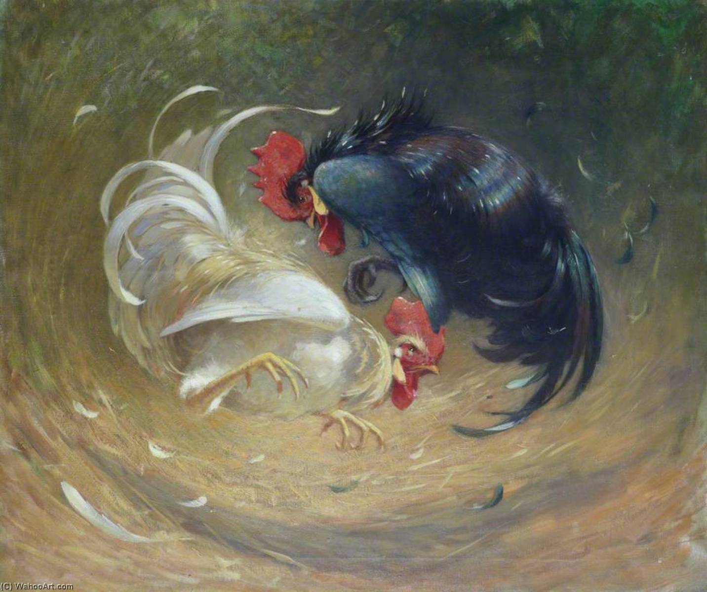 Combat The Cock Fight — Lindsay Grandison Macarthur