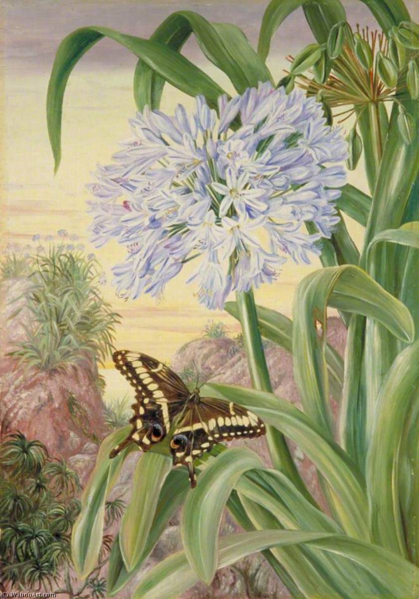 Blue Lily And A Large Butterfly, Natal — Marianne North