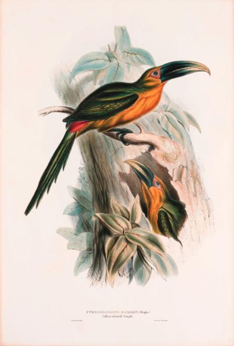 Saffron-coloured Aracari And Golden-green Aracari — Edward Lear