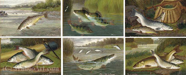 Perch; Salmon And Trout; Roach; Pike; Barbel And Chub; And Trout - The First Leap — A. Roland Knight