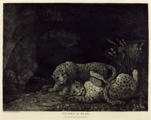 Leopards At Play 1 — George Stubbs