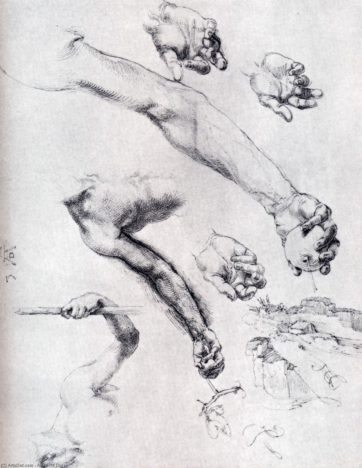 Three Studies From Nature For Adam`s Arms — Albrecht Dürer