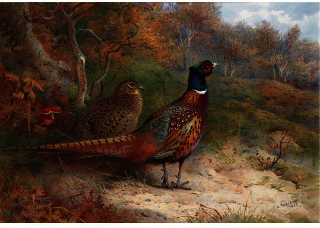 A Hen And A Cock Pheasant — Archibald Thorburn