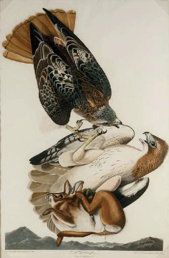 Red Tailed Hawk — Robert Havell